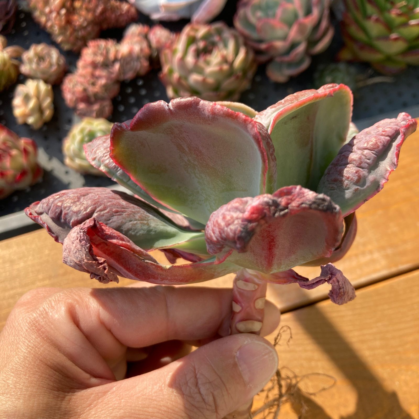 新入荷】エケべリア バロンボールド 多肉植物韓国苗【ポコ多肉