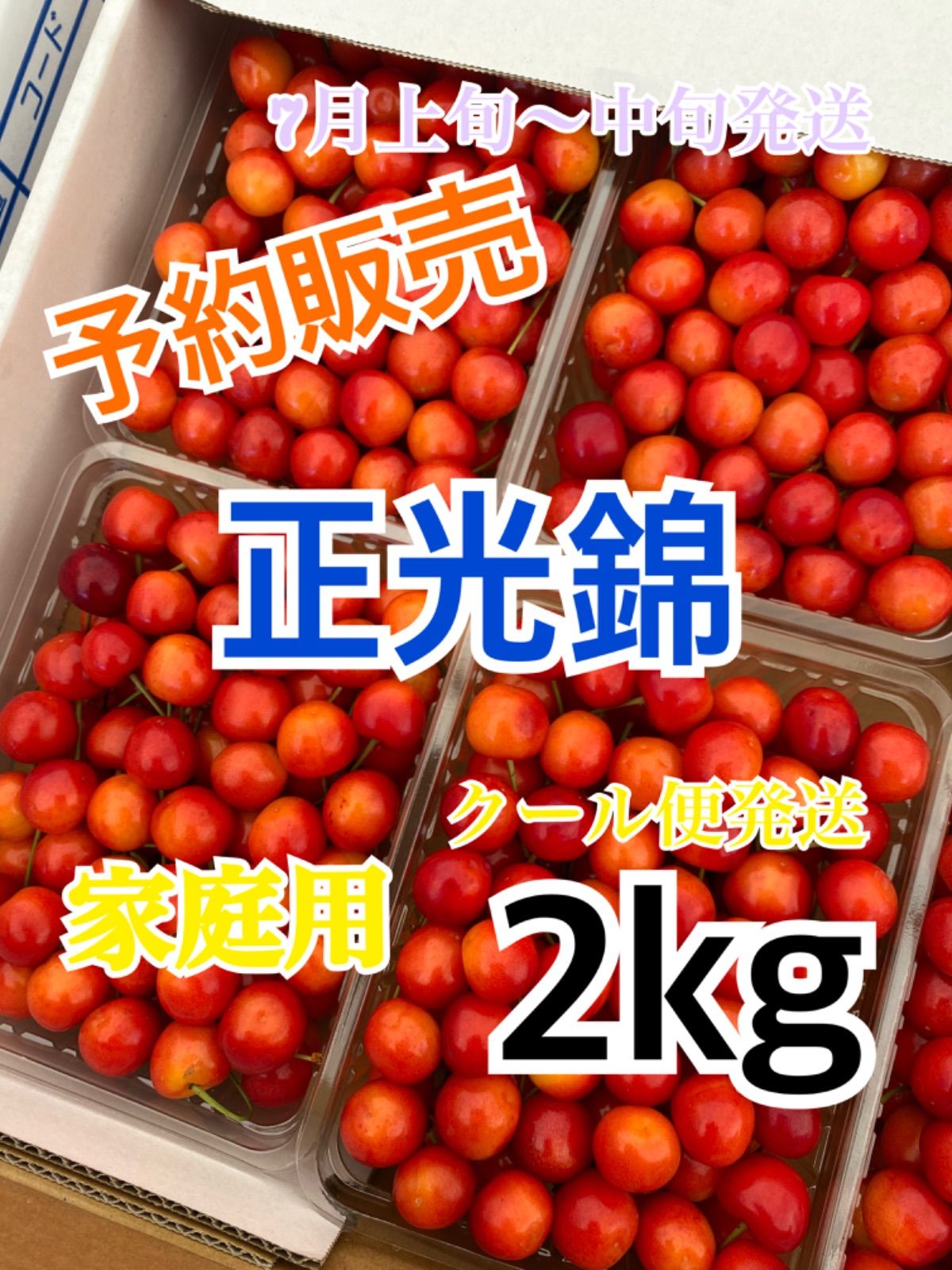 1 予約販売 北海道産 さくらんぼ 正光錦 家庭用 2kg 7月上旬〜中旬発送