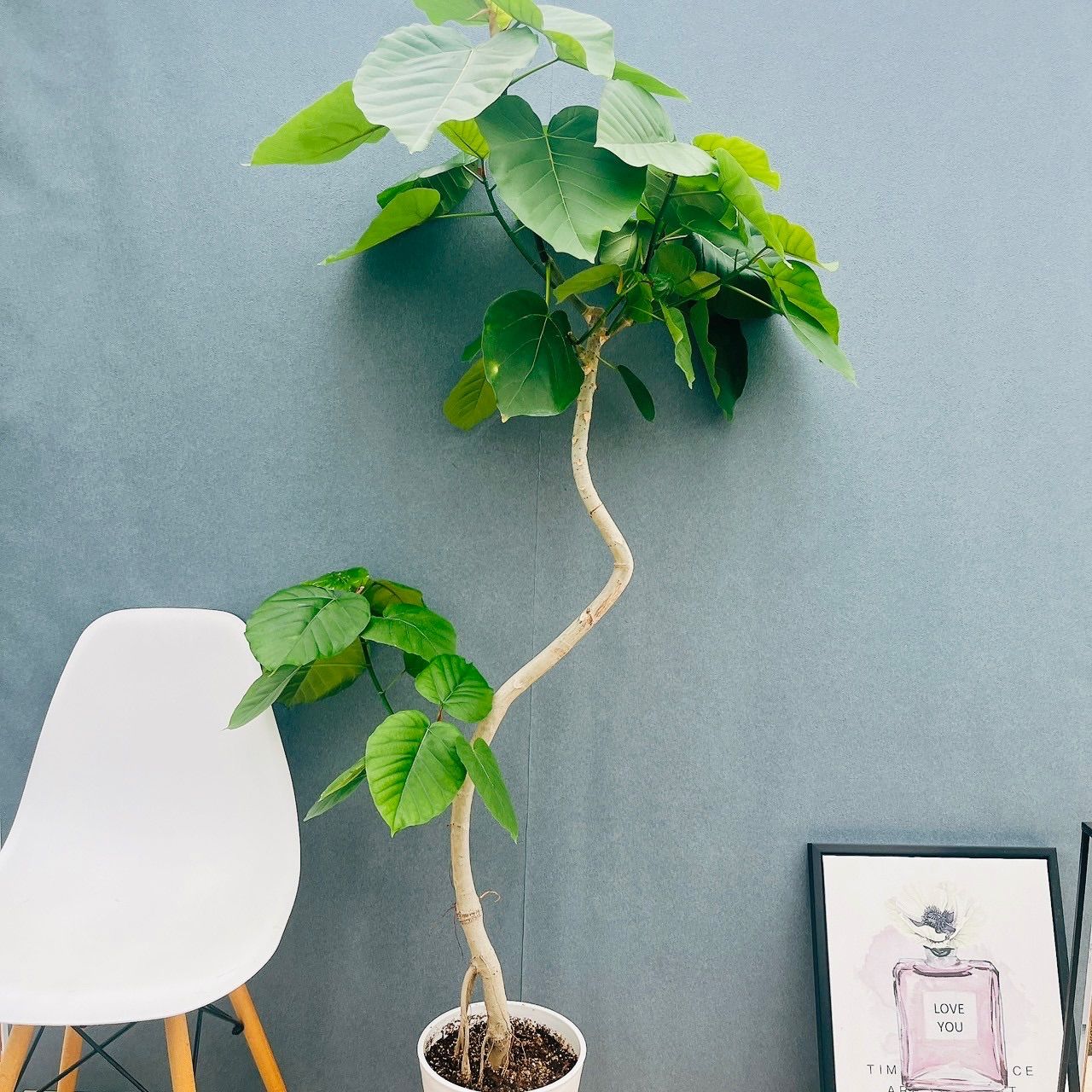 現品 1番 フィカス ウンベラータ 曲がり 8号 観葉植物 室内 大型 ゴムの木 人気 かわいい 上品