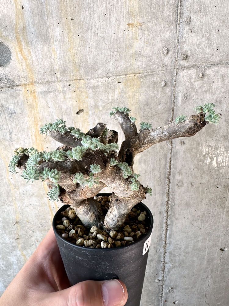 現品限り】サルコカウロン・ムルチフィズム 現地株 発根済み