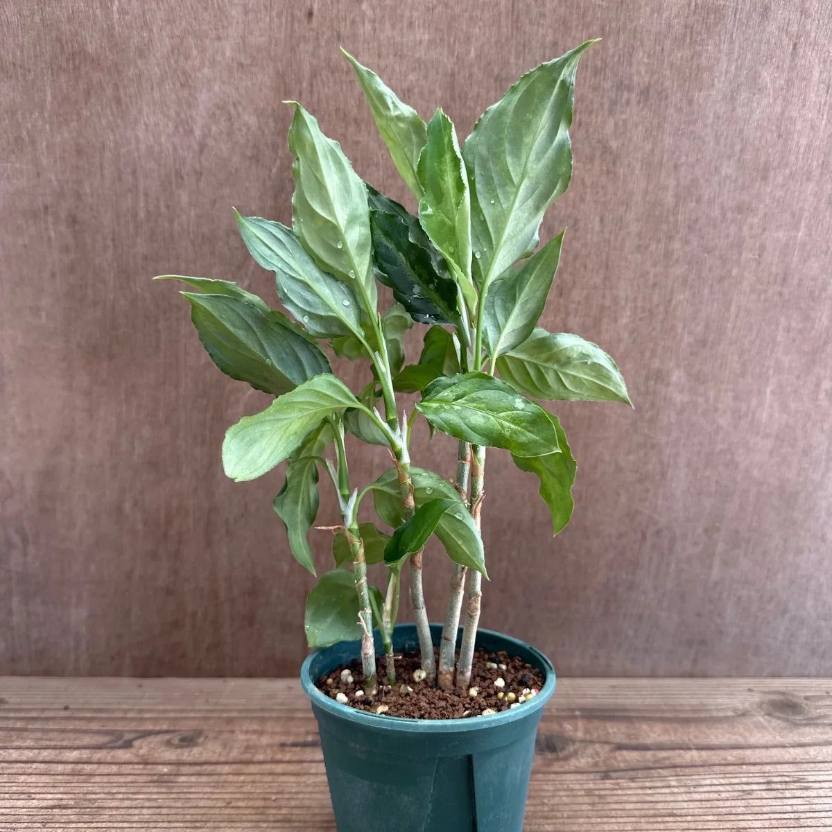 アグラオネマ ピクタム トリカラー 現品 Aglaonema pictum