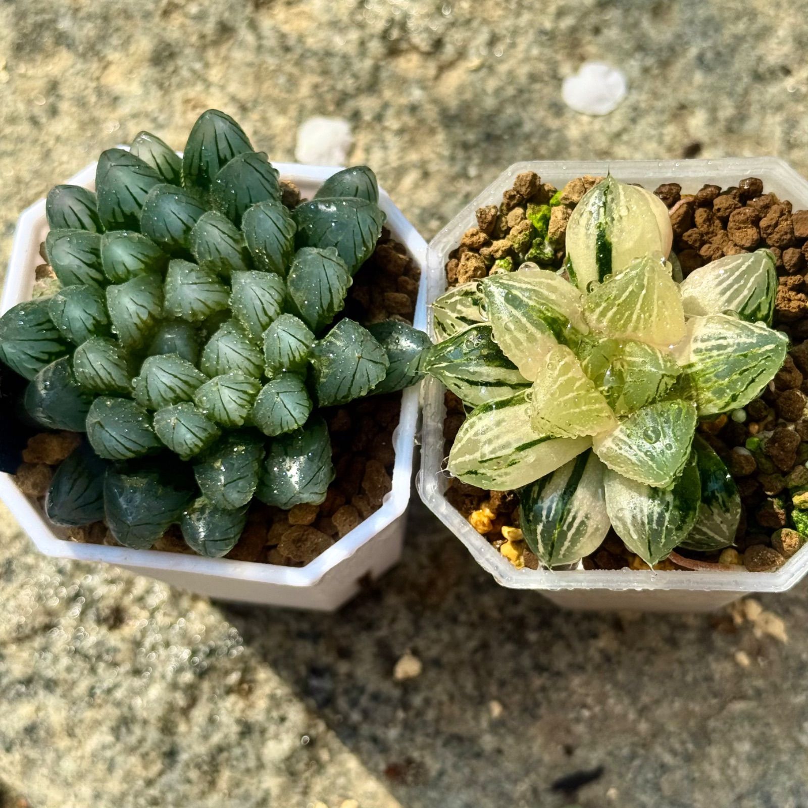 リトープス翠蛾の種子500粒C388 Steineckeana ステインケアナ