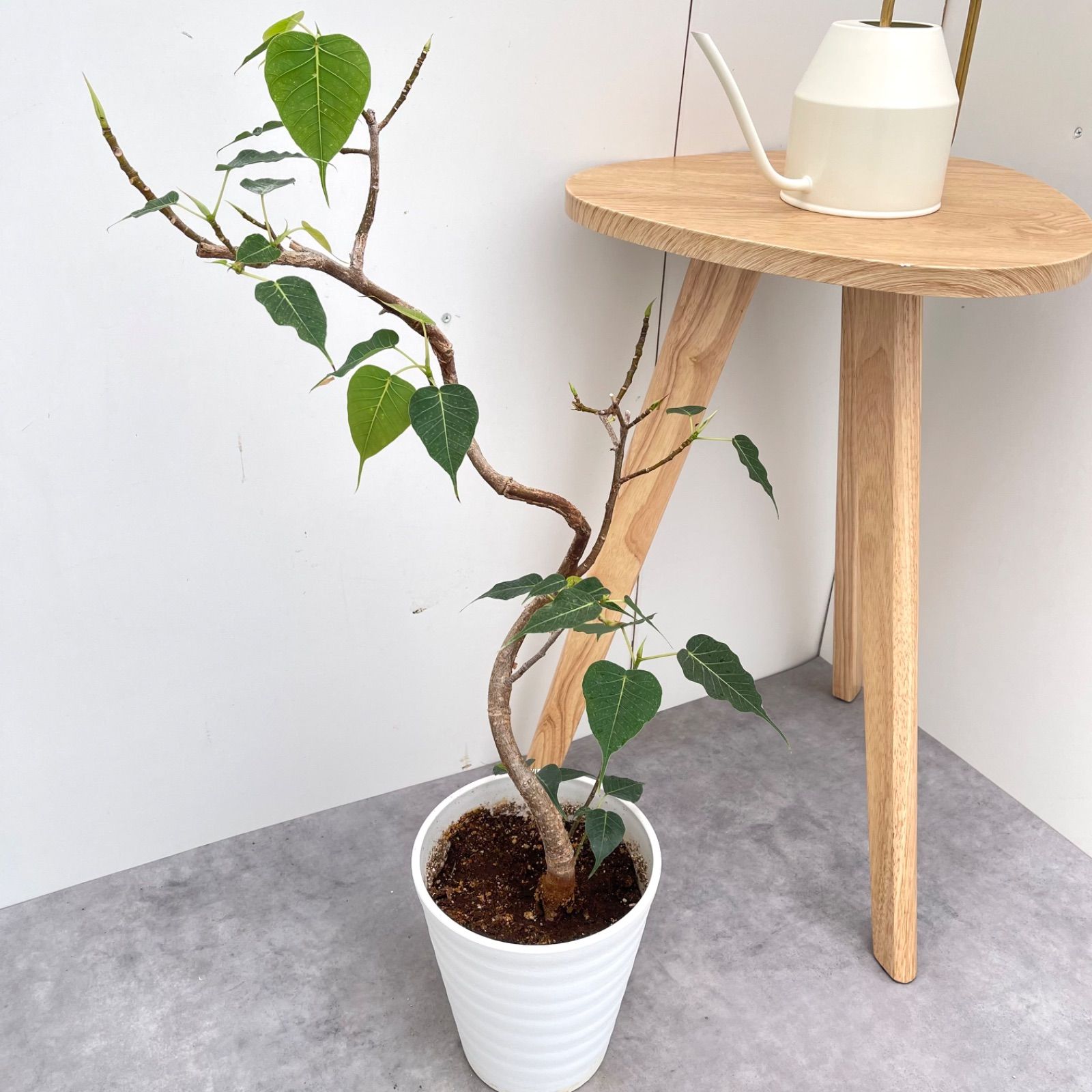 インドボダイジュ　5【現品】観葉植物　室内　6号 インドボダイジュ 5【現品】観葉植物 室内 6号 - メルカリ