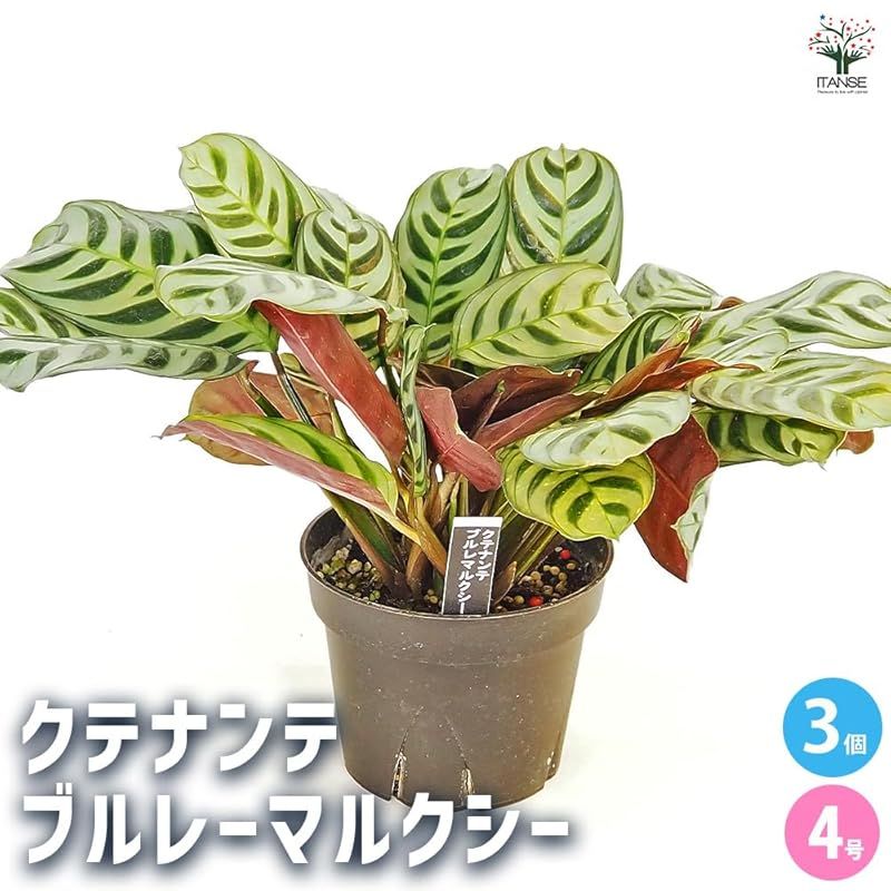 ITANSE クテナンテ ブルレーマルクシー 4号 3個セット 品種で選べる観葉植物 学名 Ctenanthe burle-marxii クズウコン科 原産地 熱帯アメリカ 葉の表面に見られる独特なヘリンボーン 矢羽根 模様が特徴の品種 白緑色の地色