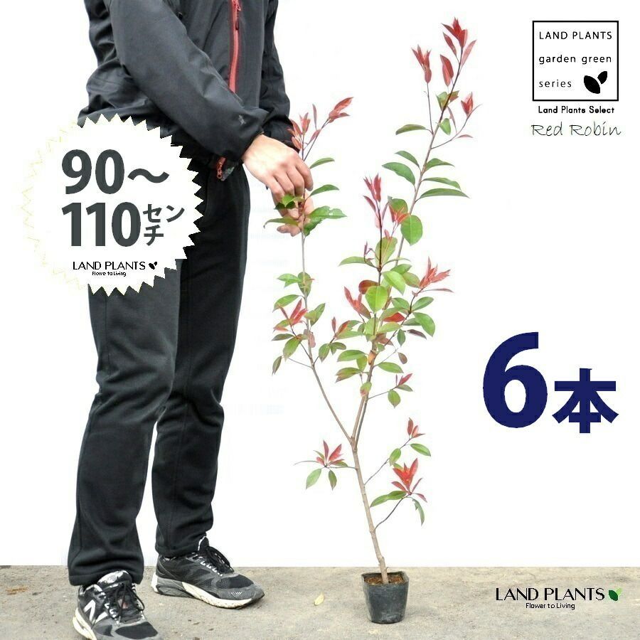 【お試し】 レッドロビン 3.5号 苗木 （6本） （高さ90～110cm）苗 苗木 苗ポット セイヨウカナメ カナメモチ 生垣