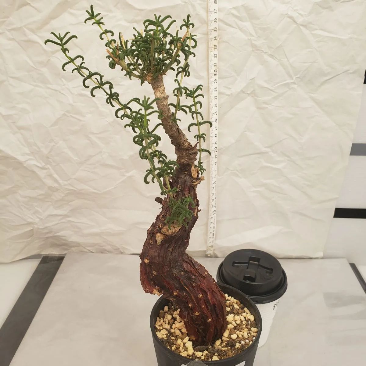 オ6515 塊根植物 メストクレマ 大 抜き苗 11/27最新到着 美株 多肉植物 Mestoklema(観葉植物)｜売買されたオークション情報、yahooの商品情報をアーカイブ公開  - オークファン 花、園芸