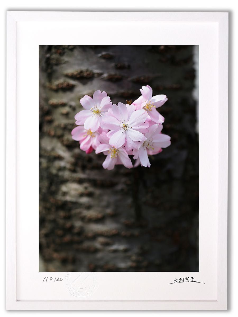 アートフォト 絵画 壁掛け 桜/白山市/インテリア 壁掛け 額入り 額装込 風景画 油絵 ポスター アート アートパネル リビング 玄関 プレゼント モダン アートフレーム おしゃれ 飾る Mサイズ