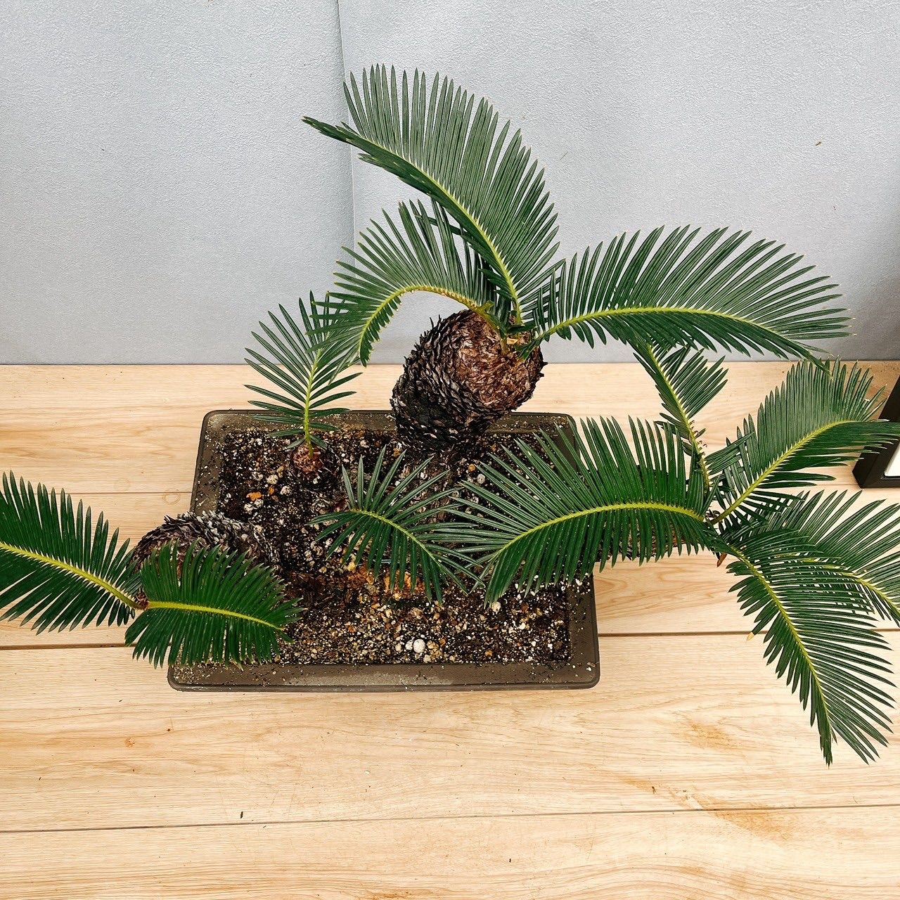 ［現品］【珍しい】10番　奄美姫ソテツ　盆栽造り　約7号　蘇轍　観葉植物　陶器鉢 現品］【珍しい】10番 奄美姫ソテツ 盆栽造り 約7号 蘇轍 観葉植物 陶器