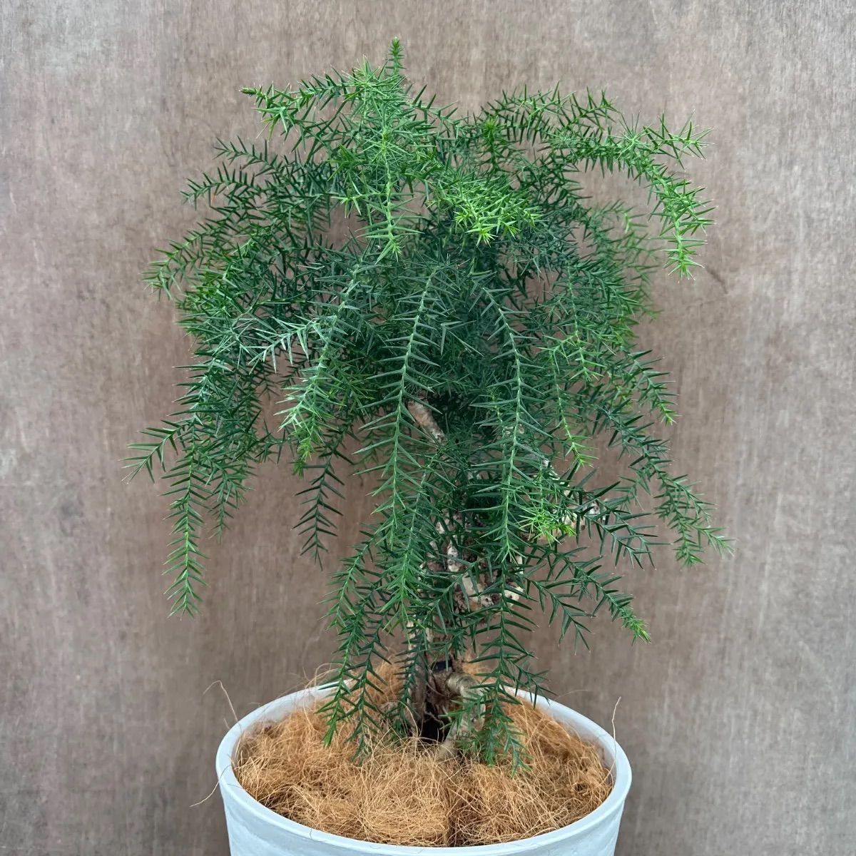 アロカリア① 8号 観葉植物 観葉 植物 黄金昇り竜 シマナンヨウスギ