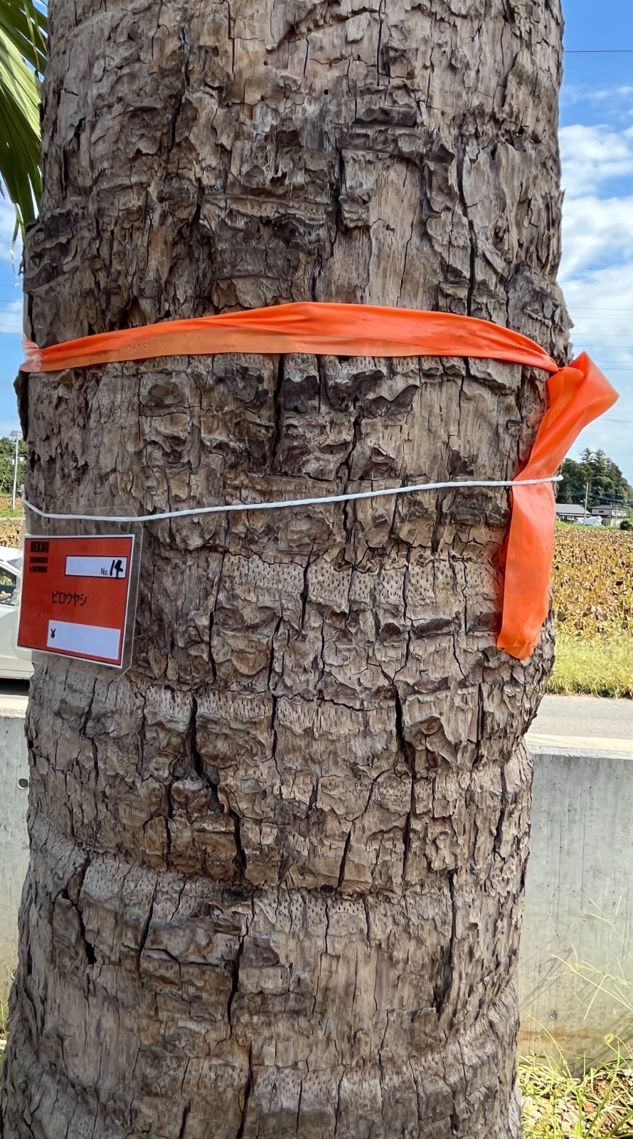 ビロウヤシNo.14 - メルカリ