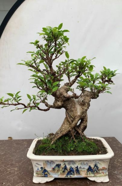ケラリアピグマエア 発根済み 塊根 植物 コーデックス 大株 多肉植物 ケラリアピグマエア 発根済み 塊根 植物 コーデックス 大株 多肉