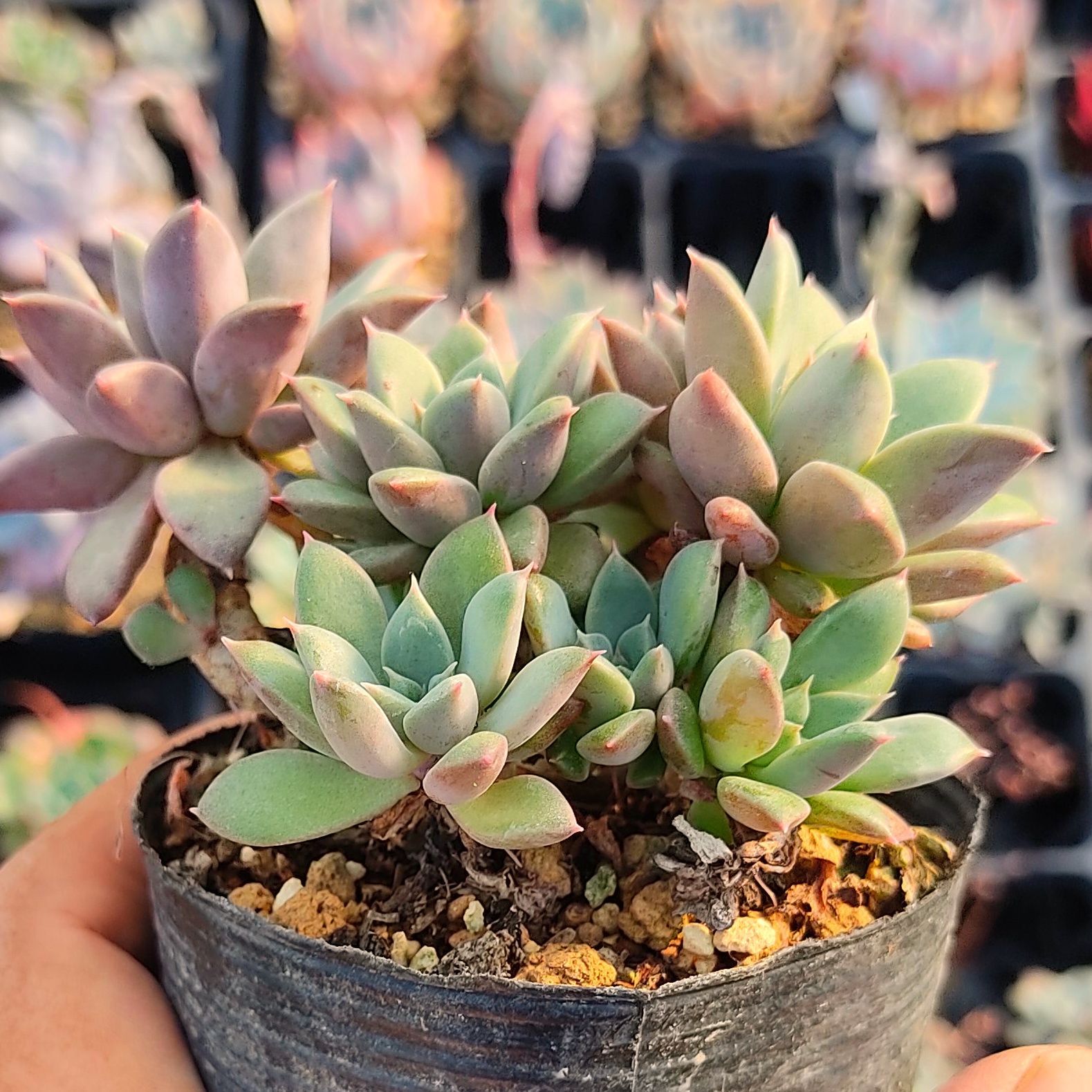 多肉植物 グラプトベリア エルメス 抜き苗 - メルカリ