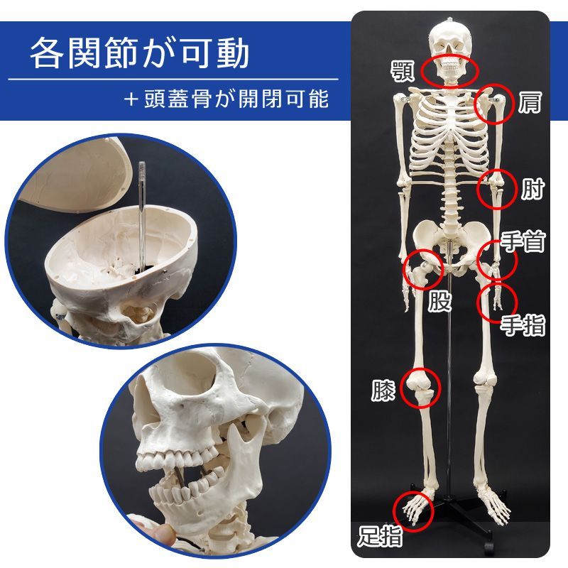 楽天市場】【国際規格認証品】等身大 人体模型 170cm 神経根有り