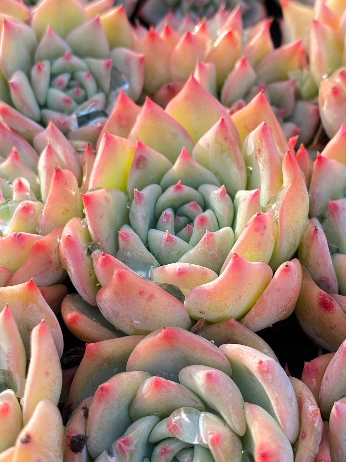 ヤマト発送 マリア XP232×105苗 土付き 詰め合わせ 多肉植物