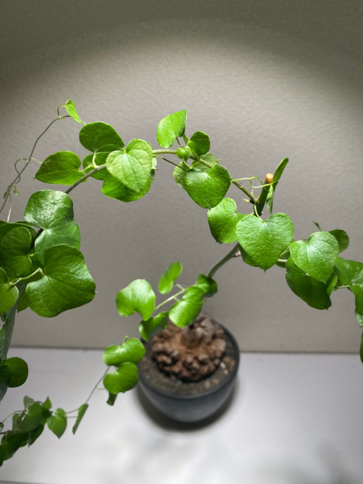 亀甲竜 バキバキ 優良個体 コレクション株 亀甲竜のおすすめ人気商品