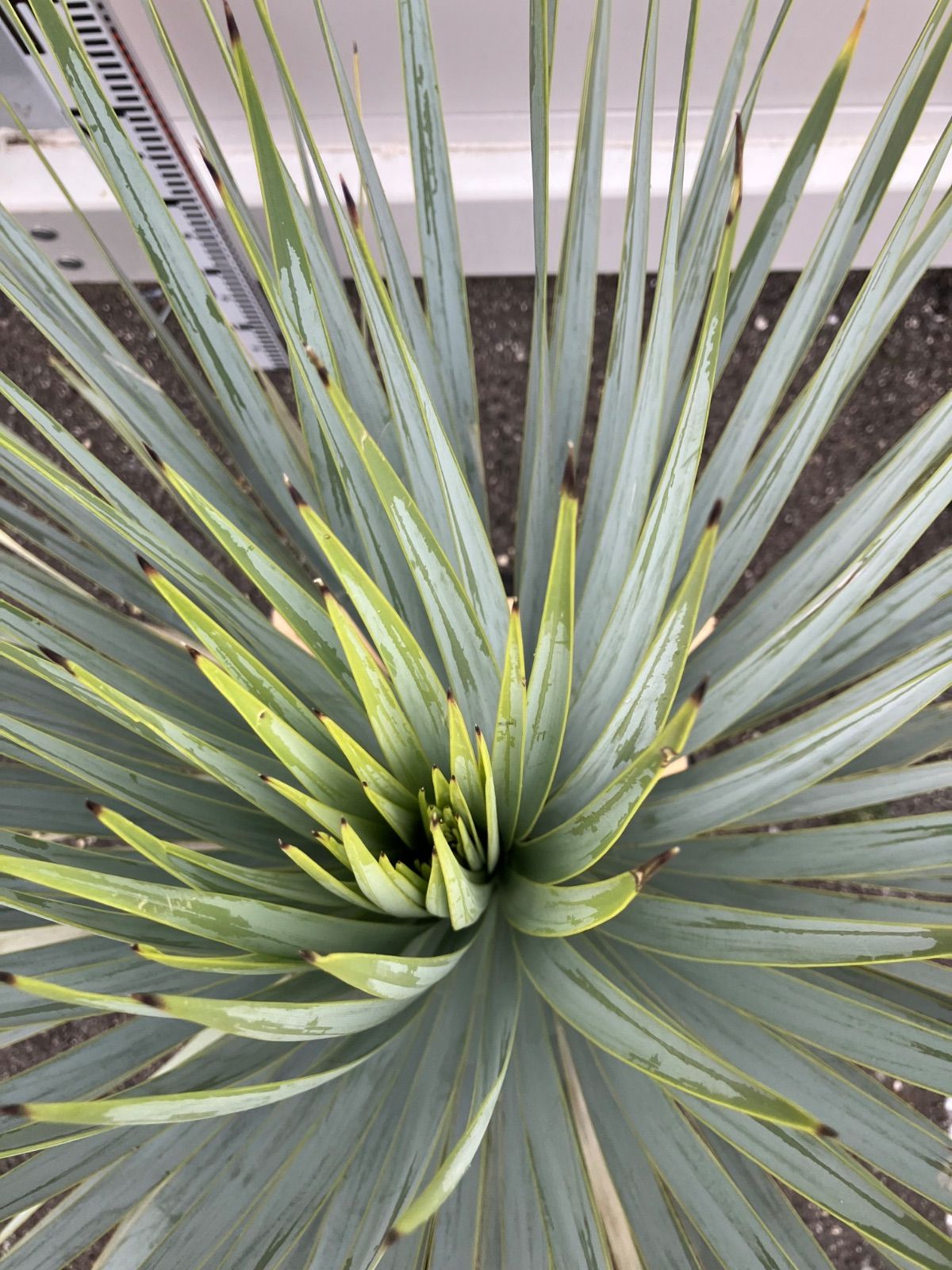 マルデヌベスver.ロスト ユッカ マルデヌベス ver.ロスト③ Amazon.co