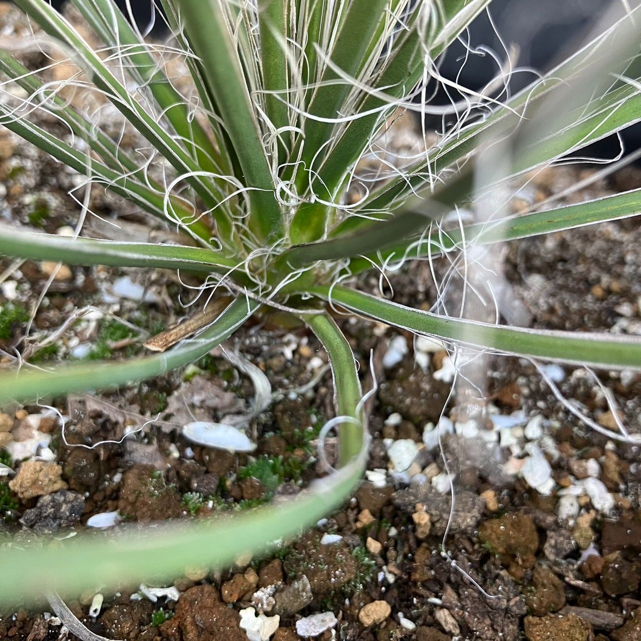 抜き苗】ユッカ エラータ Yucca elata 2024年1月9日撮影 - メルカリ