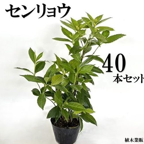 40本セット センリョウ樹高0.4m前後15cmポット