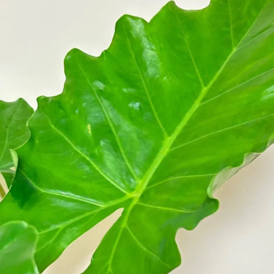 希少 巨大 耐寒性 アロカシア ポルトドラ 3.5号ロング 観葉植物