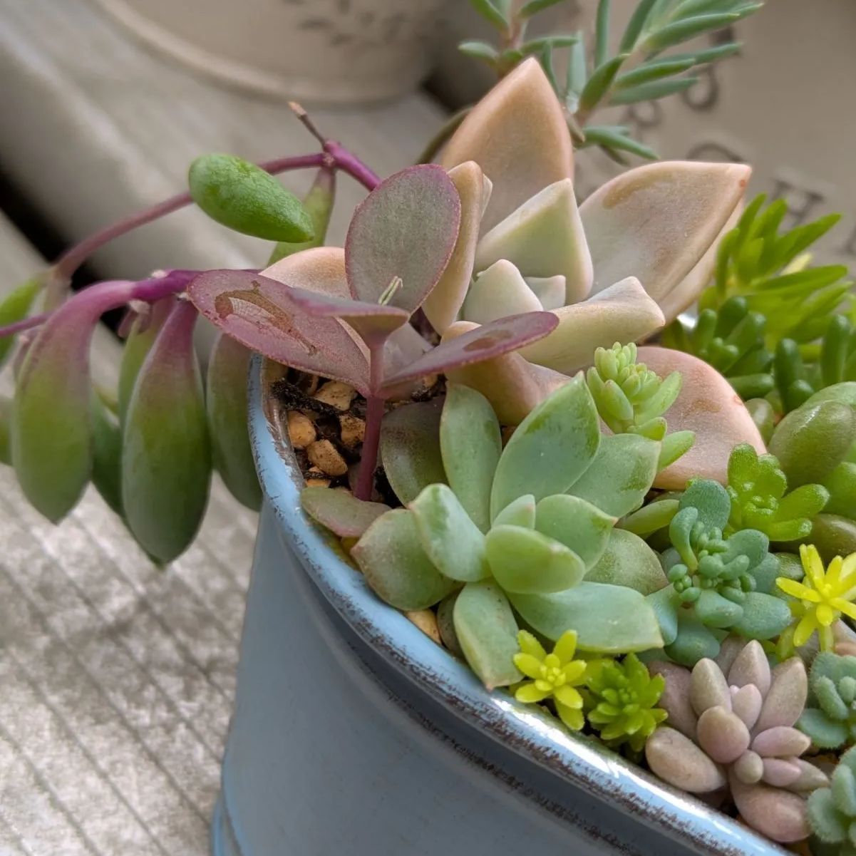 No.527 ❁エリークイーン❁ カット苗 多肉植物 寄せ植え 多肉植物 | E-TANIKU