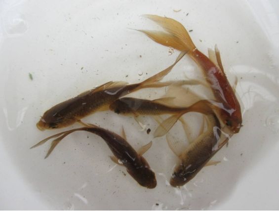 鉄魚、10匹、7cm前後、尾の長いもの選別品 - メルカリ
