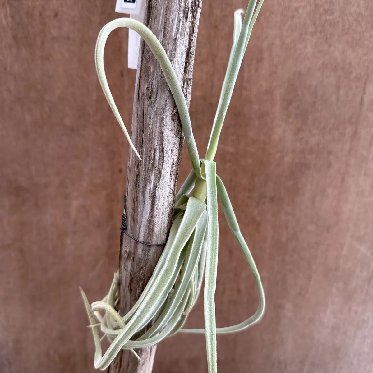 チランジア ドゥラティ 流木 現品 Tillandsia duratii ブロメリア科