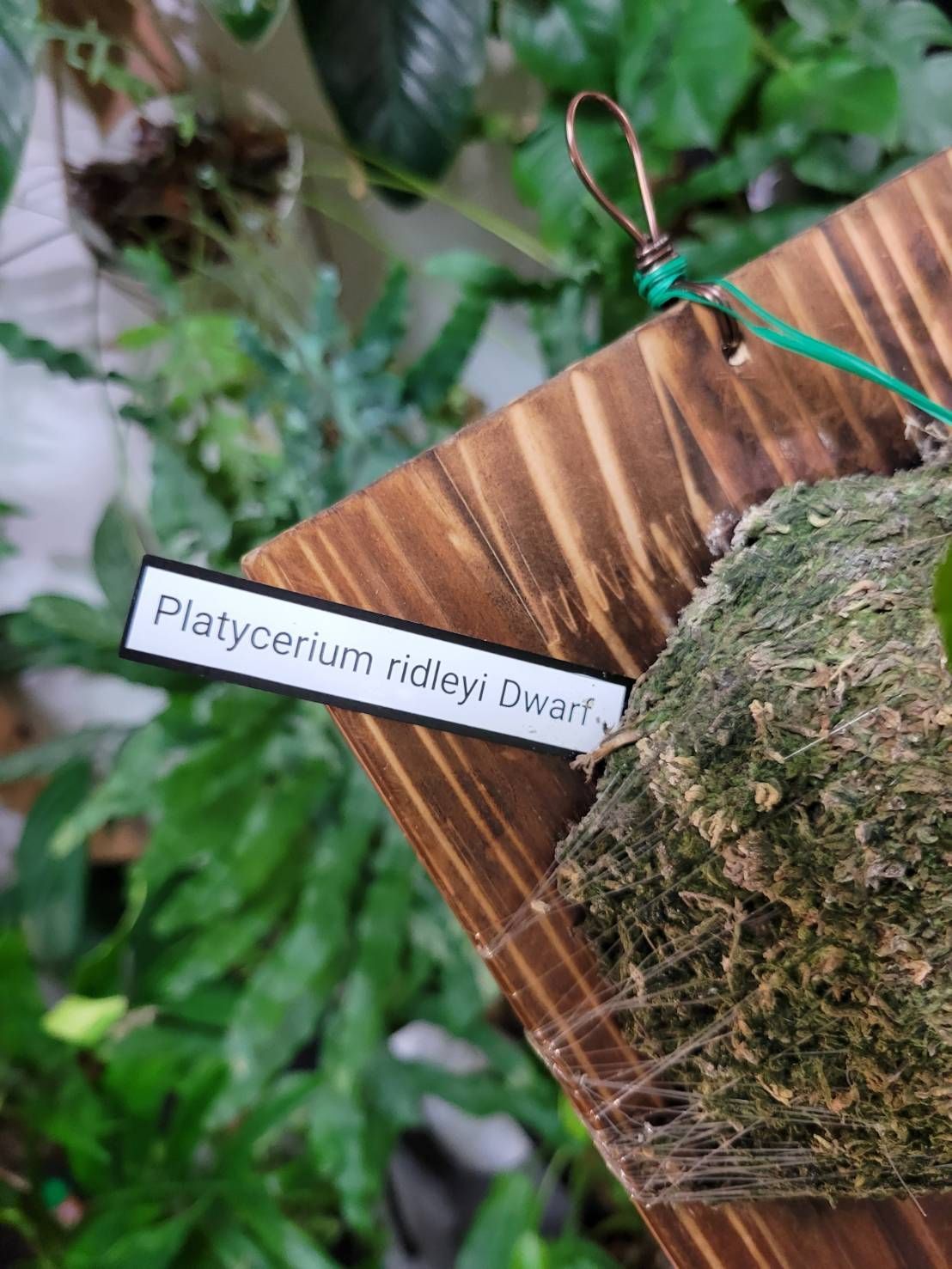 ビカクシダ フィンガーダンサー