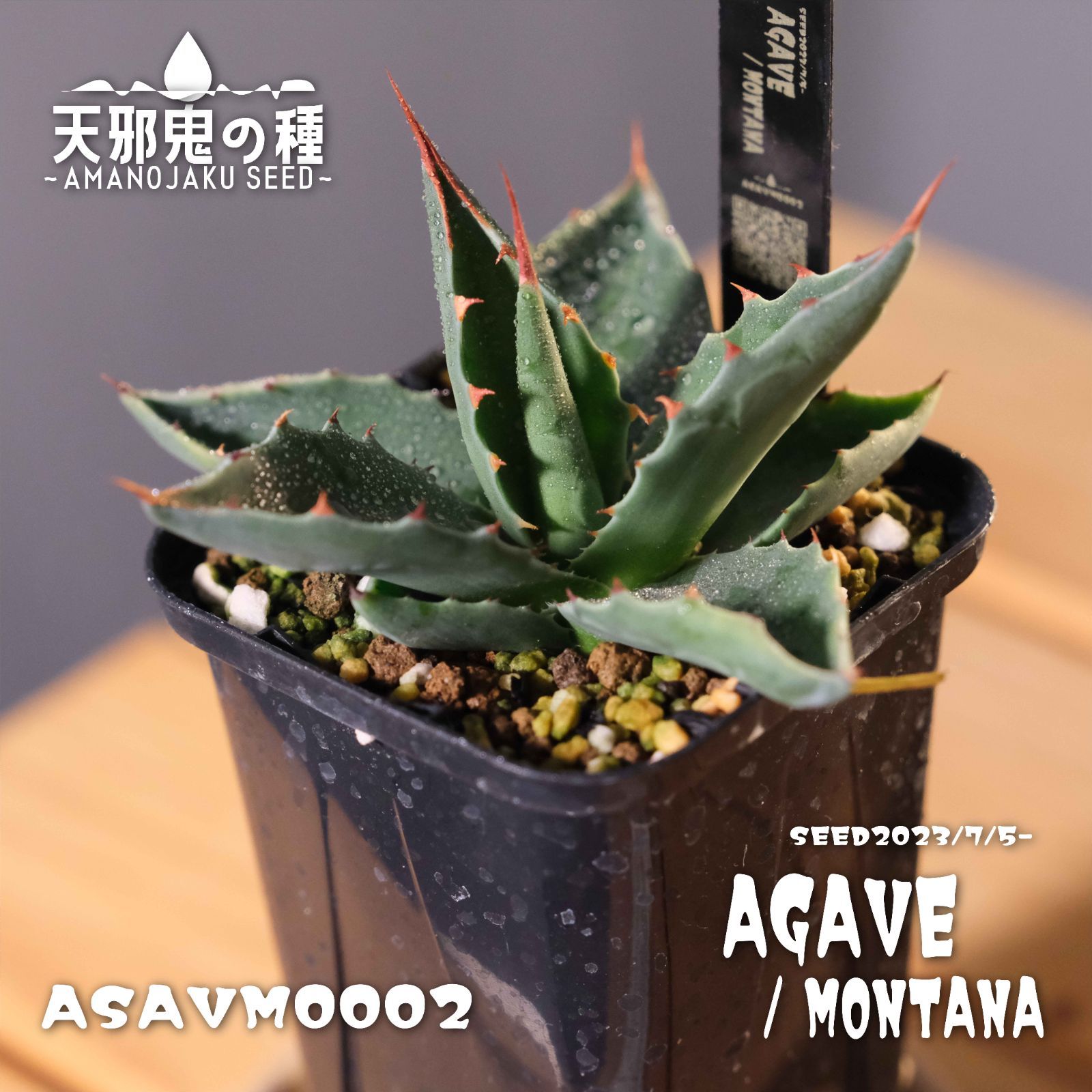 アガベ モンタナ 実生 0002(鉢ごと、ゆうゆうメルカリ便配送 アガベ モンタナ 実生 0002(鉢ごと、ゆうゆうメルカリ便配送