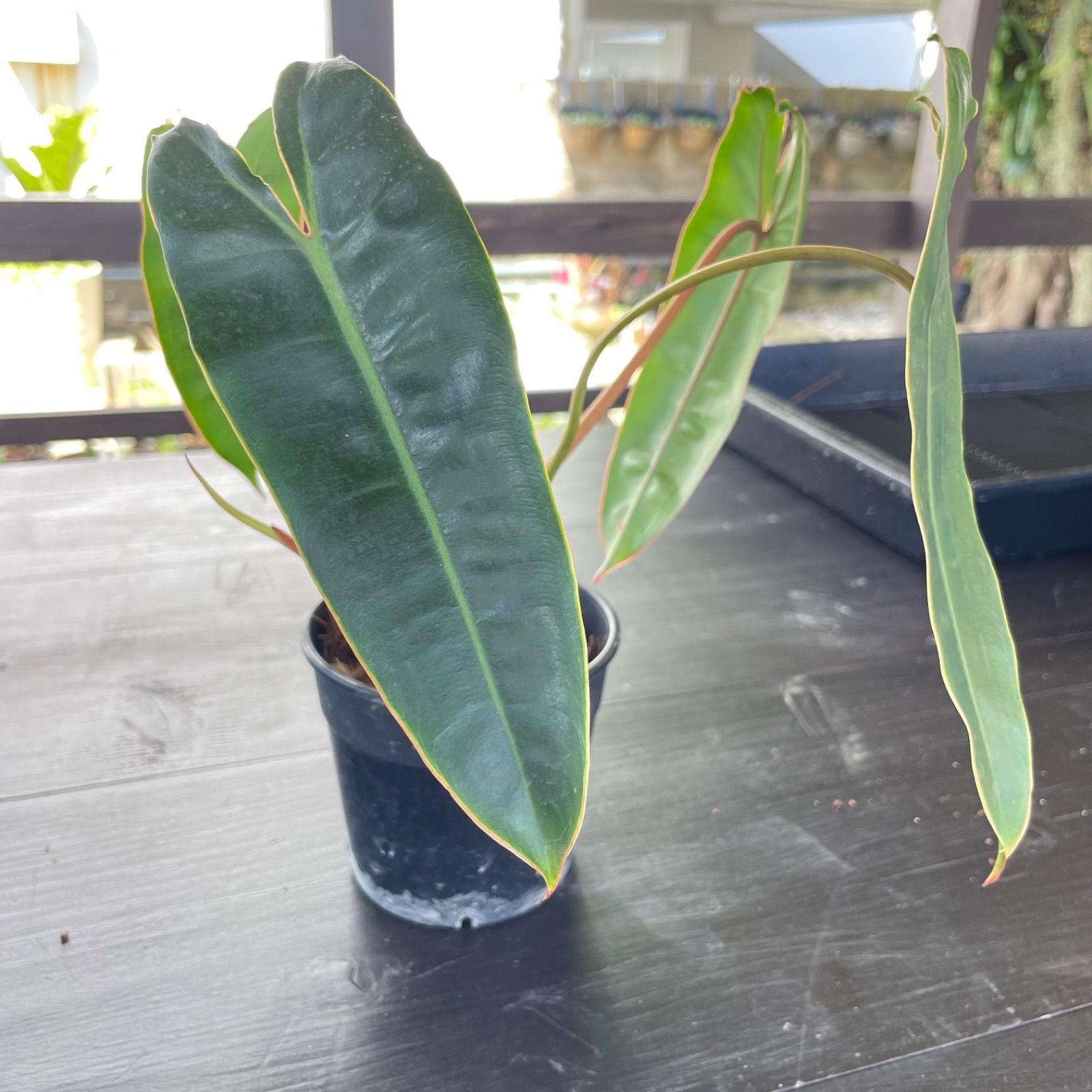 フィロデンドロン ビレッティア　Philodendron Billietiae