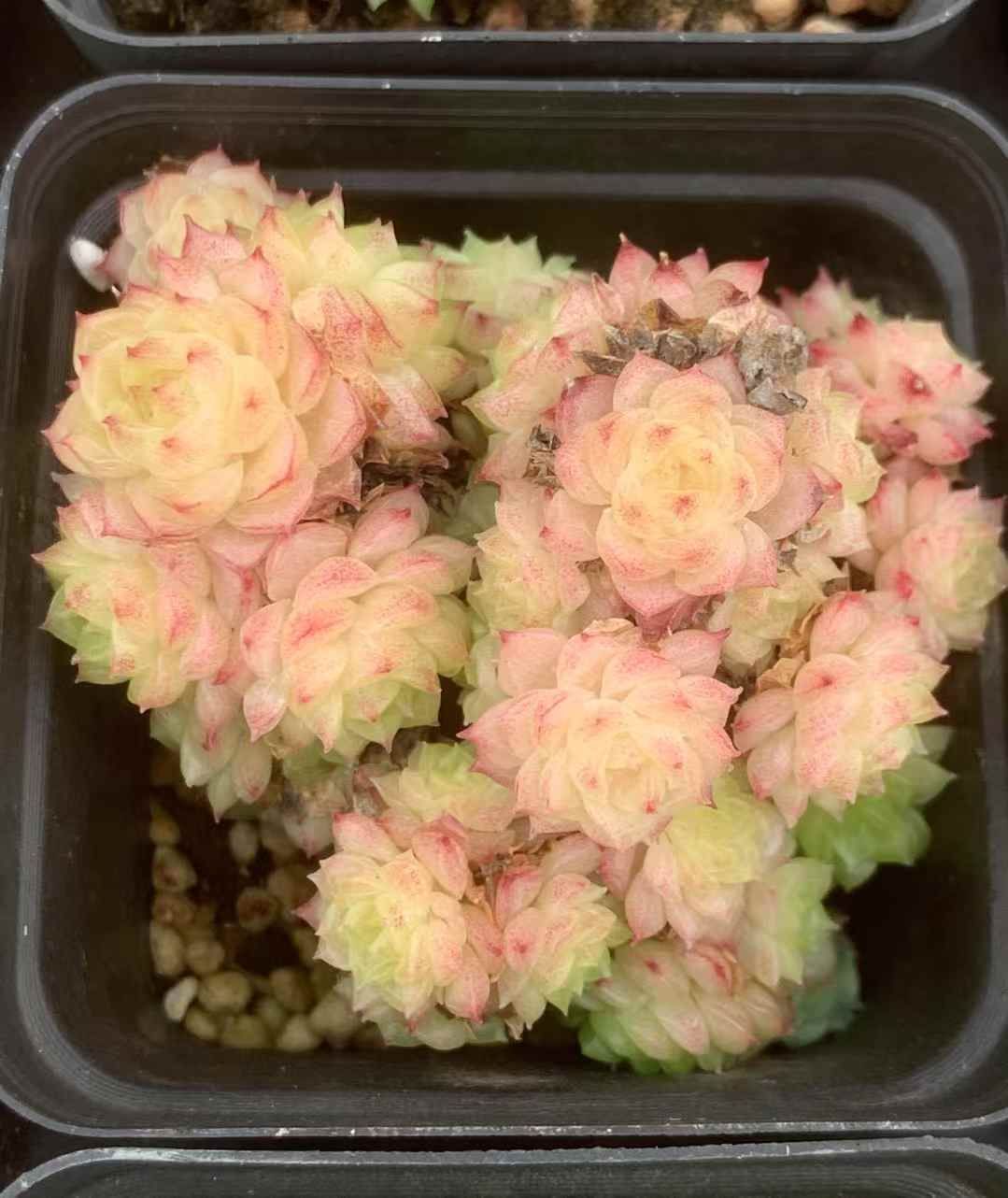 54株の抜き苗セット ピンクバブル 多肉植物 佐川急便発送 エケベリア 韓国苗 LX40