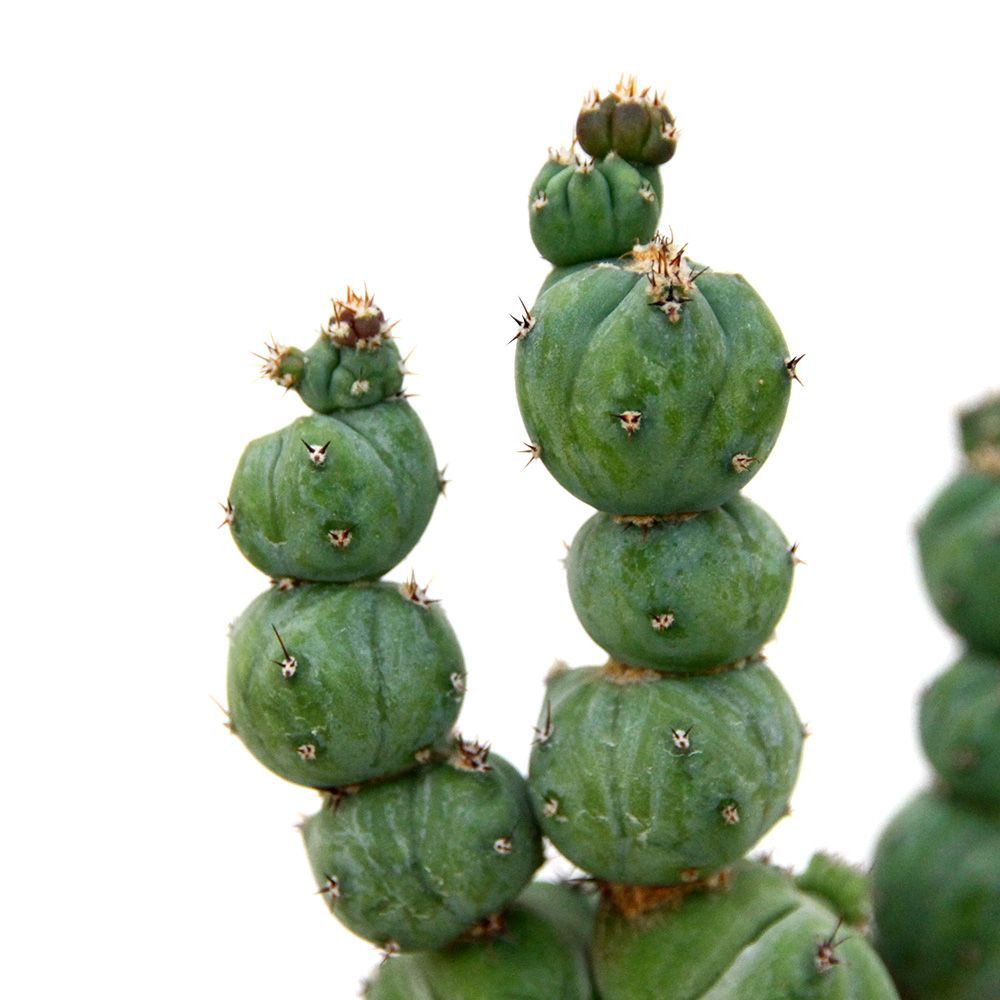 ミルチロカクタス ゲオメトリザン ミューテーション ３号 １鉢 358318 WWW_GEBZETESISAT_COM_TR