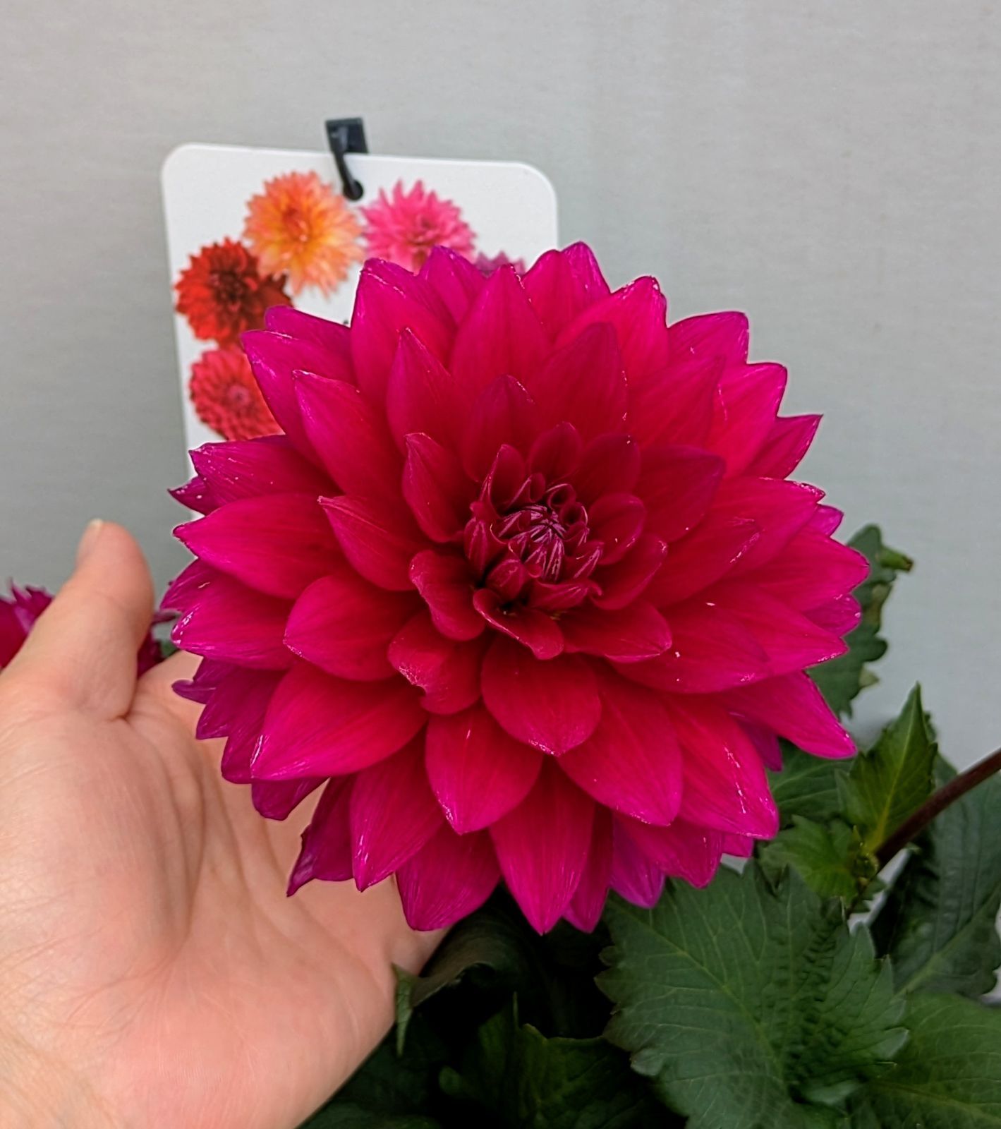 処分価格】ダリア 大輪 こまち 華金剛 カット鉢 - メルカリ