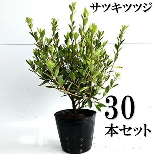 30本セット サツキツツジ さつき 樹高0.3m前後15cmポット