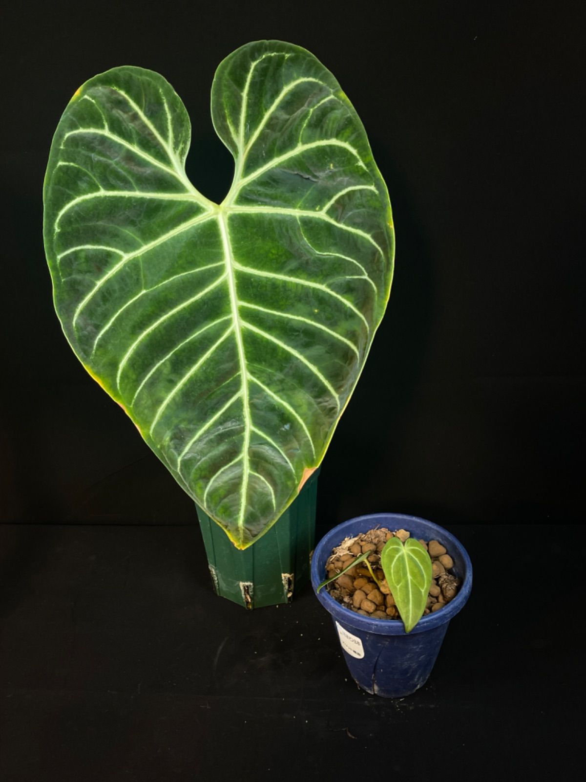Anthurium アンスリウム | レガレ regale ⁄ アンスリウム・レガレ
