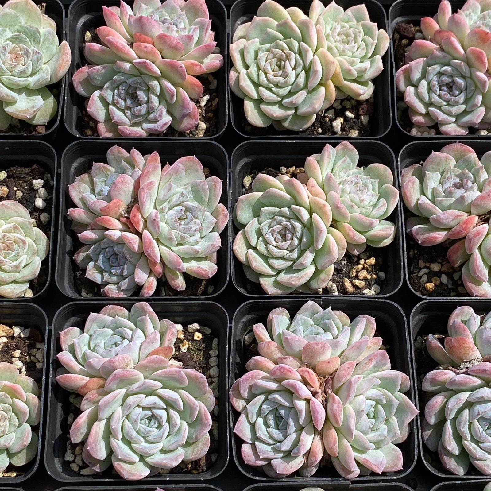 54株抜き苗セット】アイスハート(2頭～3頭) 群生 多肉植物 佐川急便