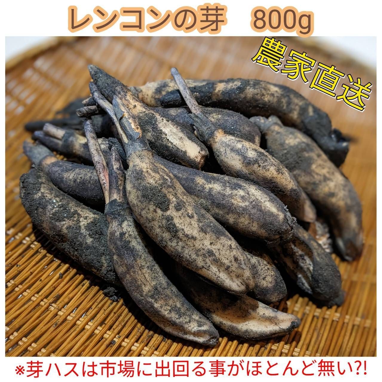 愛知産！ 芽レンコン 土付き蓮根 800g れんこん 自然栽培 無農薬野菜 生産者直送 - メルカリ