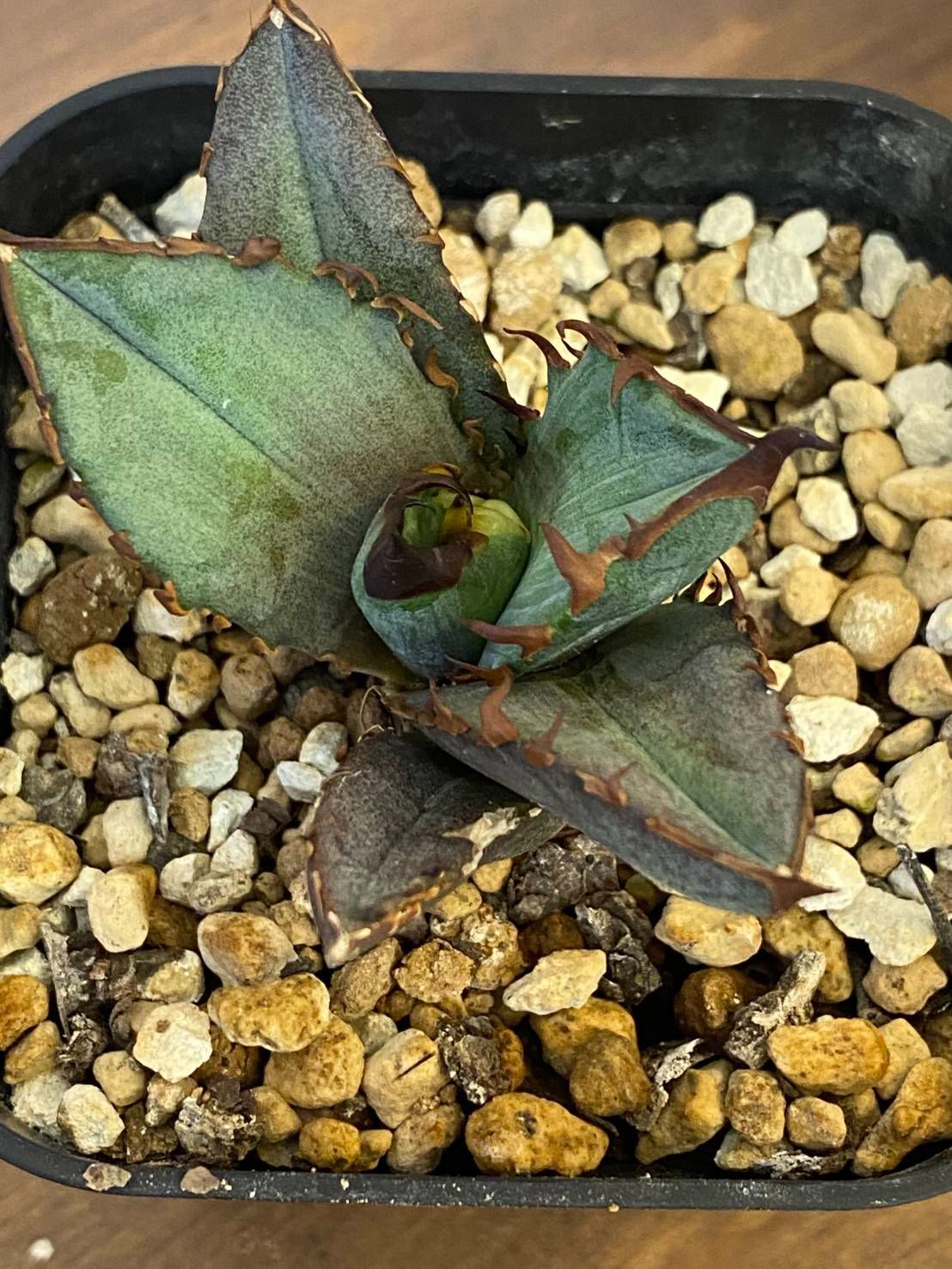 ボール型] アガベ レッドヴェノム No.① レッドベノム - メルカリ