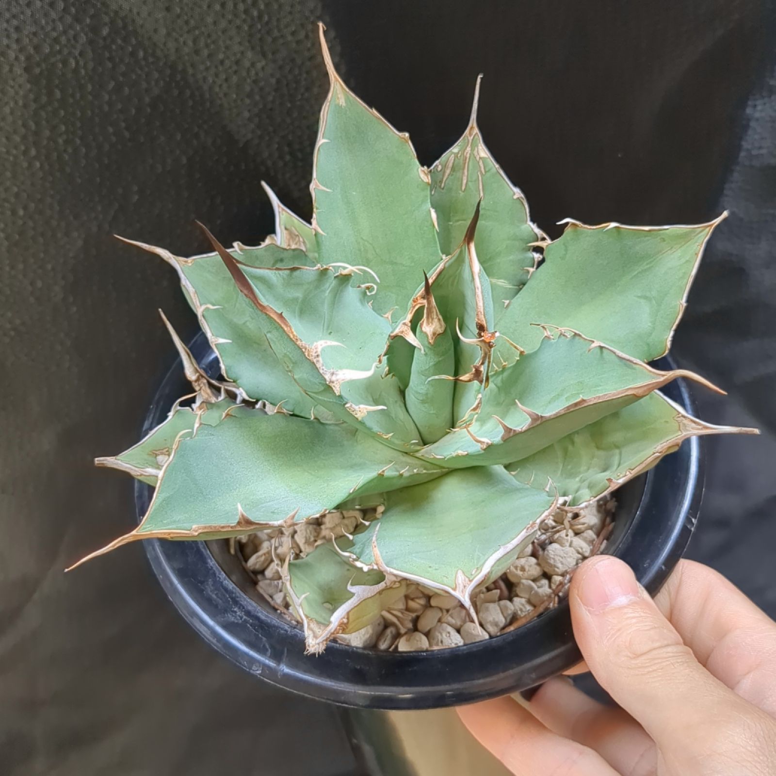 HIDDEN エボリスピナ × BB ハイブリッド ジェレミーJeremy hidden