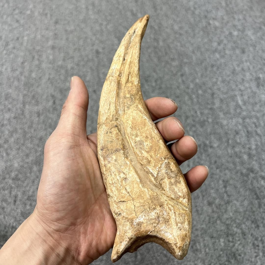 スピノサウルス ハンドクロウ かぎ爪 化石標本 肉食恐竜 獣脚類 1400