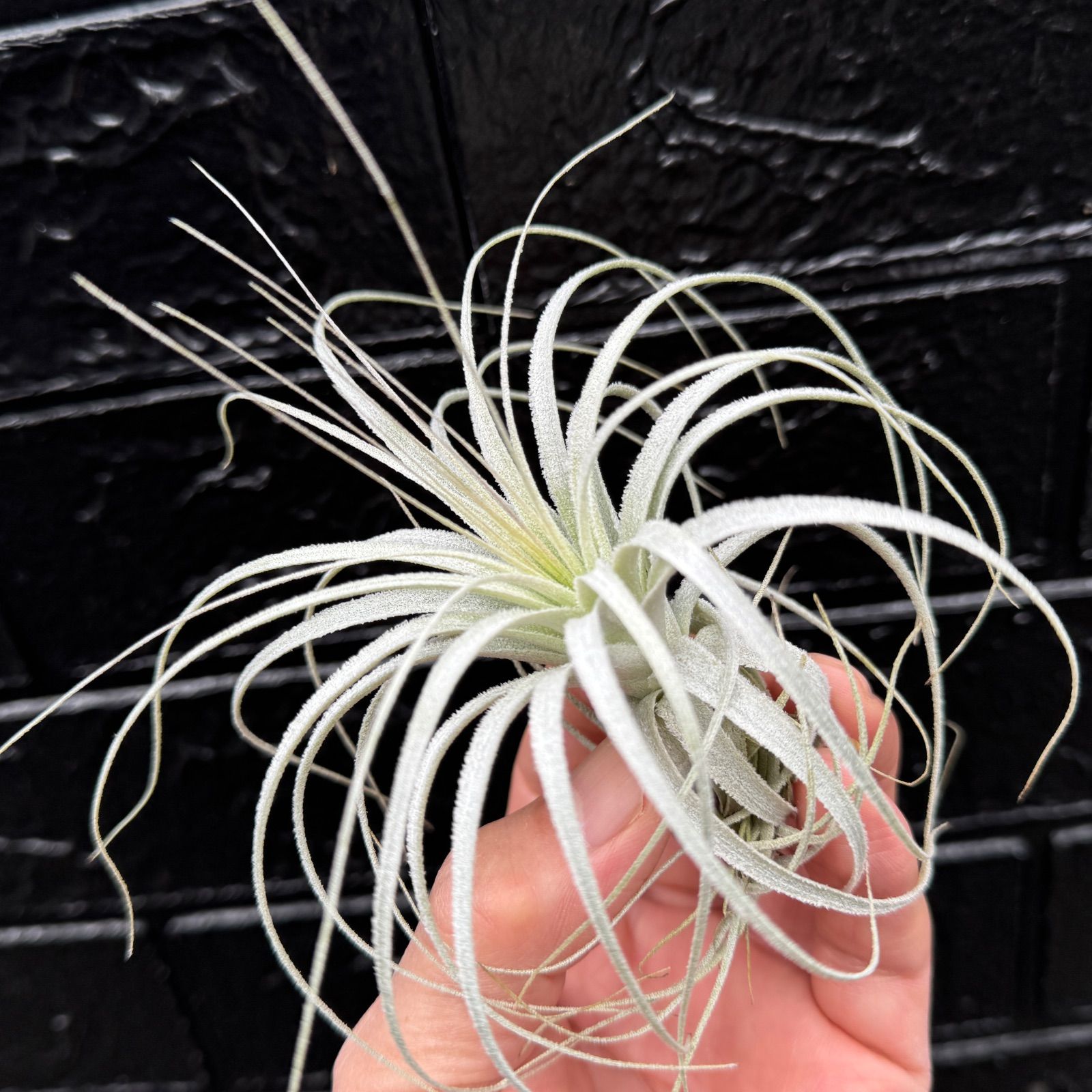チランジア チャペウエンシス Tillandsia chapeuensis＊(約)最大直径