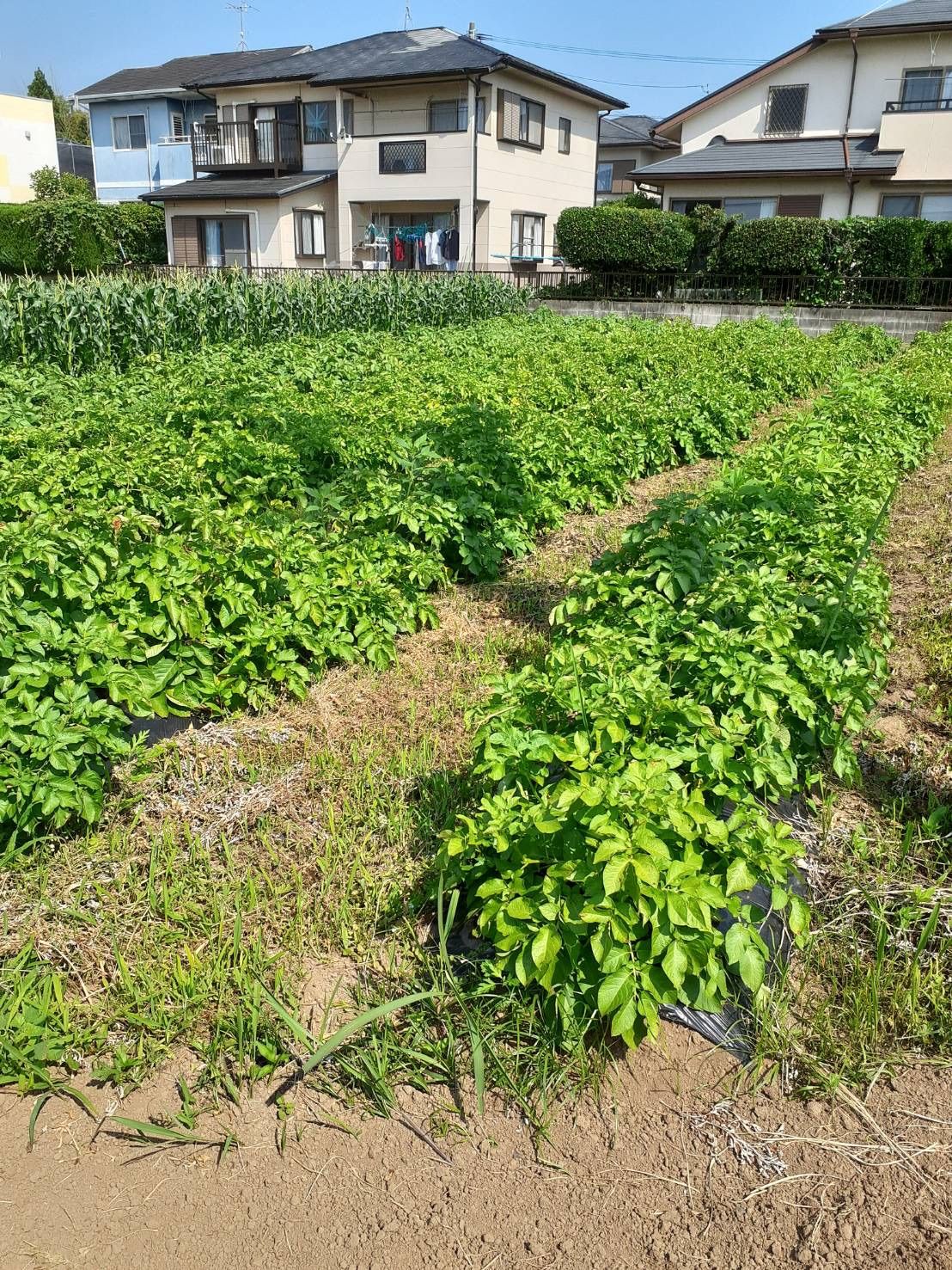 自然栽培きなこ 150g 幻の大豆『八天狗』使用 熊本県産 - メルカリ