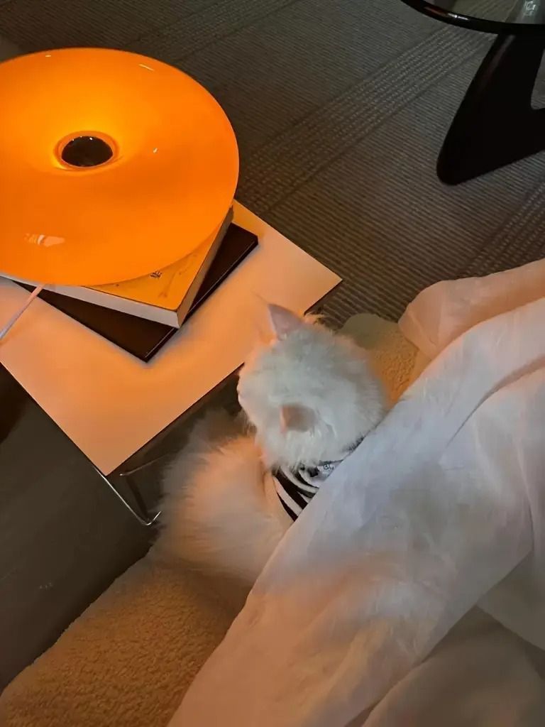 卓上