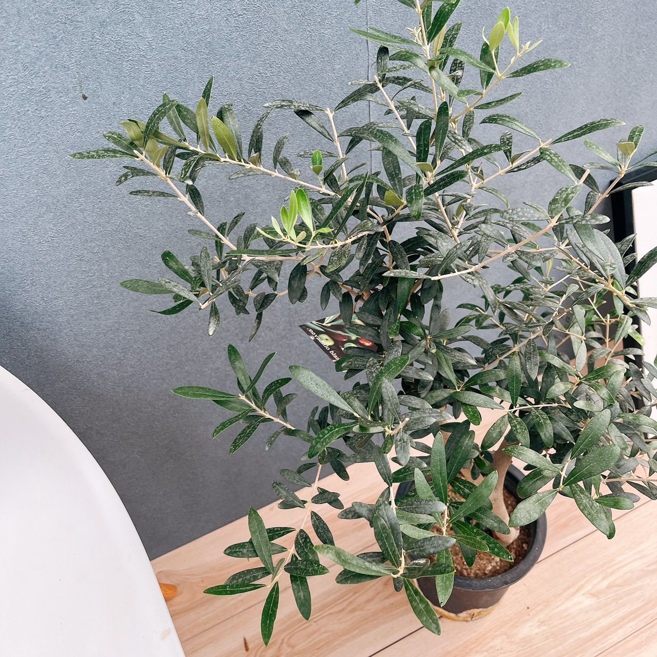 現品 44番 創樹 オリーブ ネバディロブランコ 7号 観葉植物 大型 屋外 ベランダ オリーブの木 おしゃれ