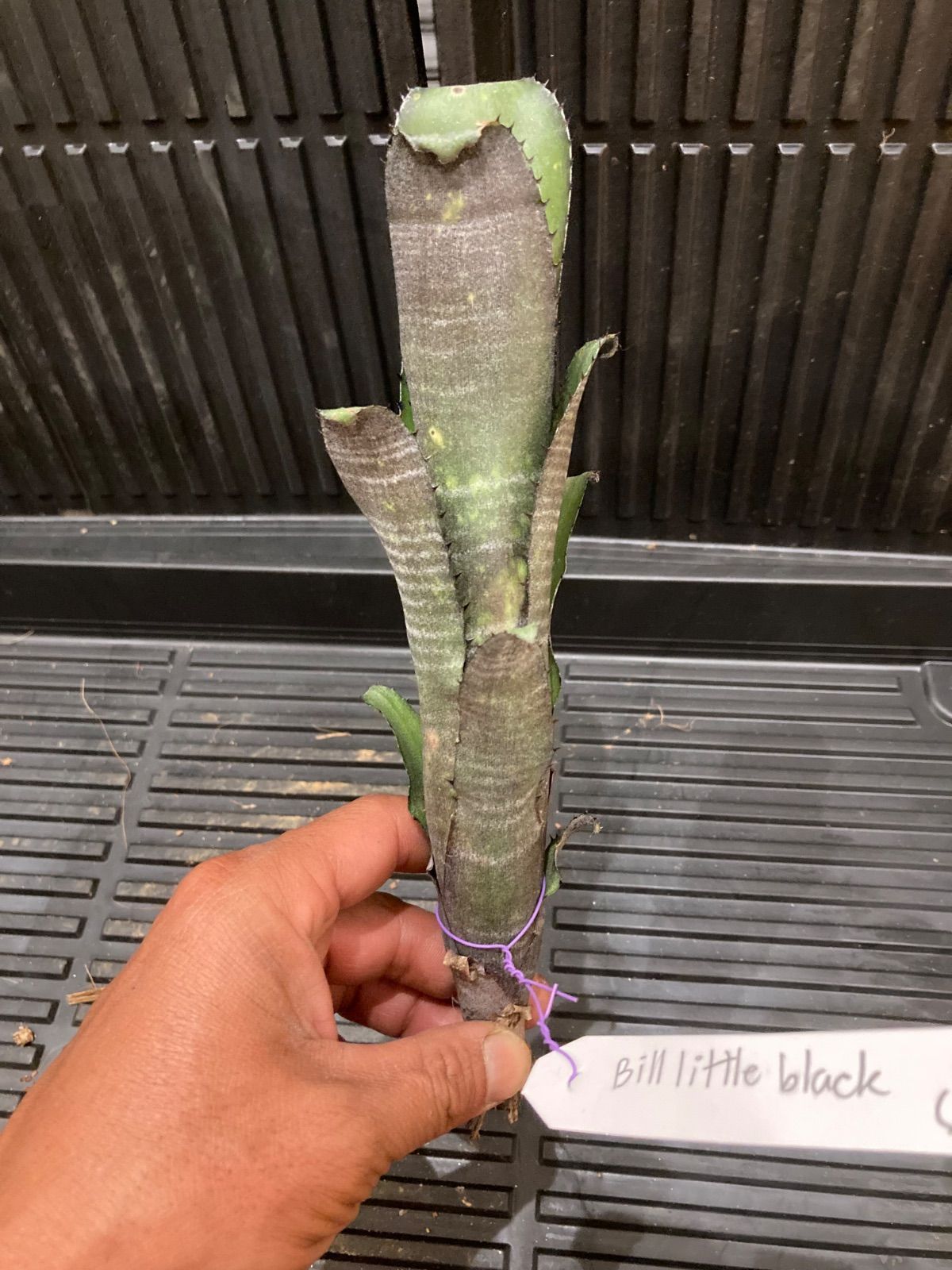 ビルベルギア Billbergia Little Black - メルカリ