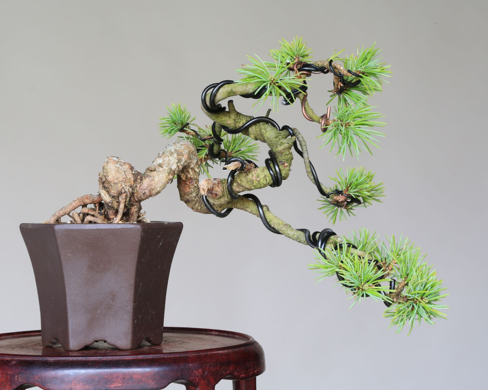 吾妻五葉松【大巓性】ダイテンショウ 実生 根上り 小品盆栽【泰寿園