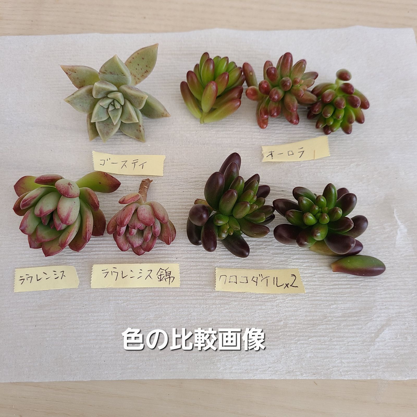 多肉植物 カット苗 詰め合わせ 寄せ植え たっぷりもりもり