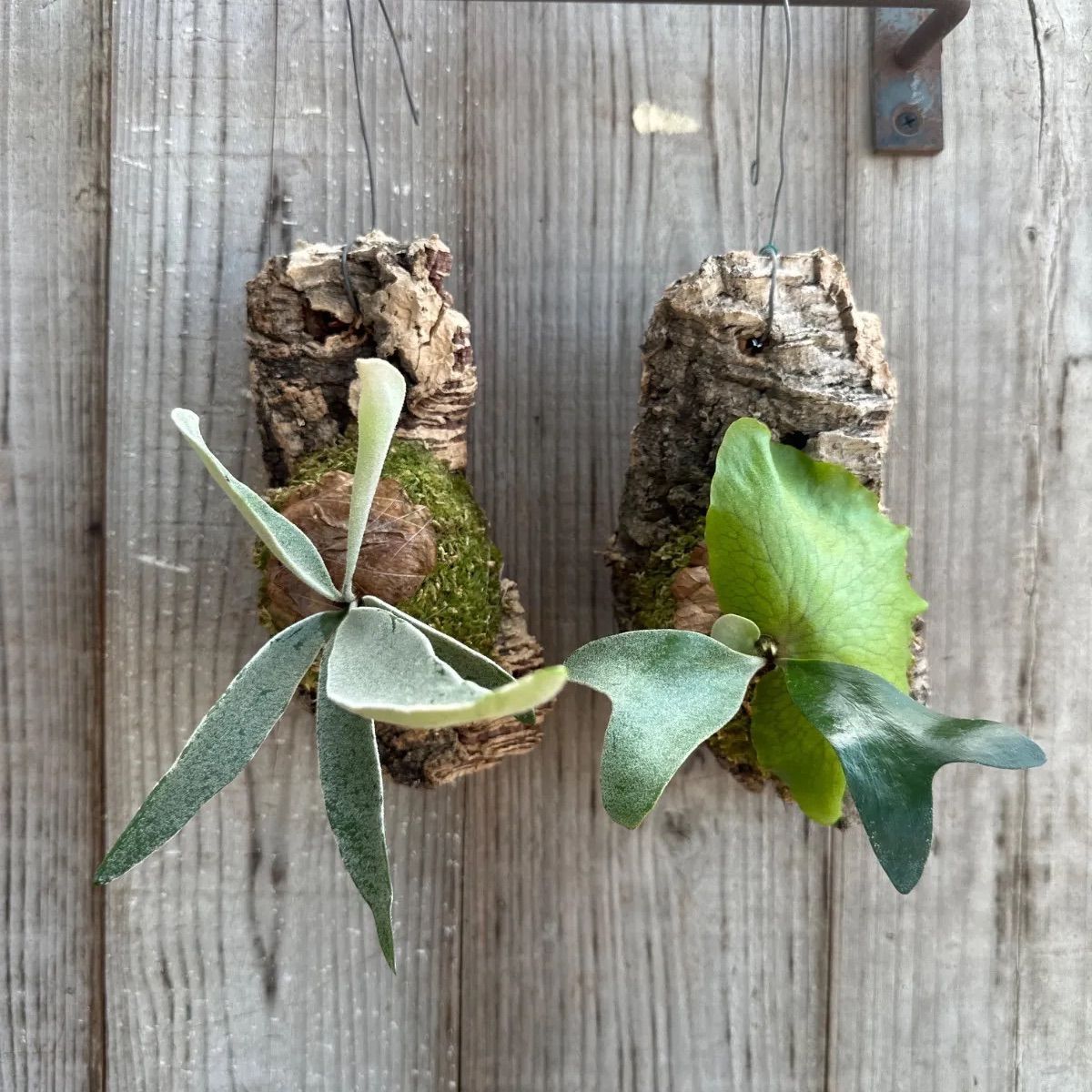 コウモリラン 希少サイズ