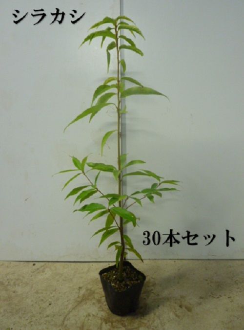30本セット シラカシ樹高0.5m前後10.5cmポット