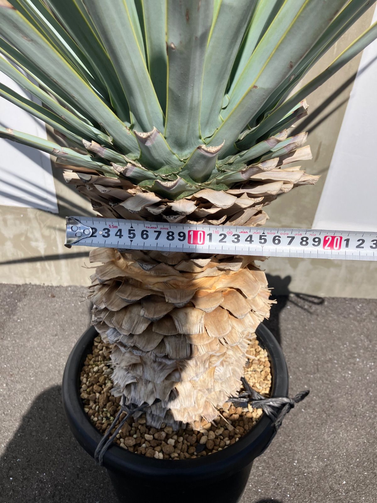 【保障できる！】 ユッカ マルデヌベス var リギダ ハイブリット タグ付き 発根済み 夏セール開催中。