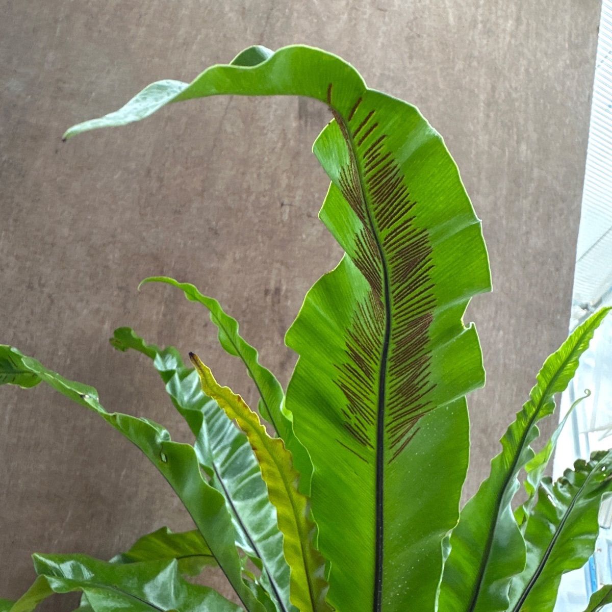 アスプレニウム N. プリカツム ユニコーン ① 現品 Asplenium